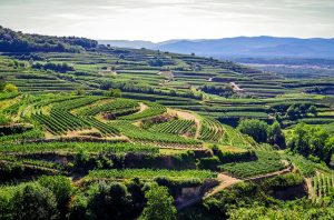 Weinhänge Kaiserstuhl