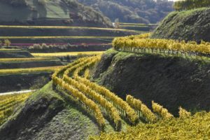 Weinhänge am Kaiserstuhl (2)