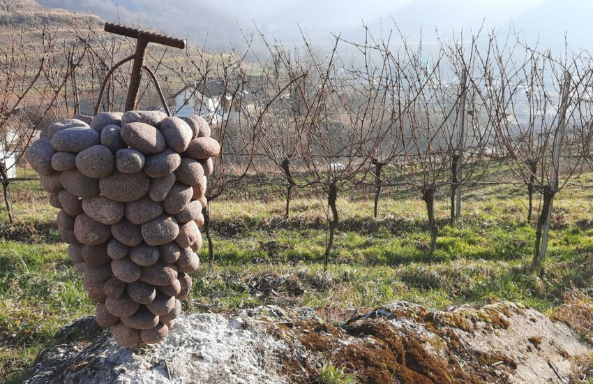 Weinort Amoltern